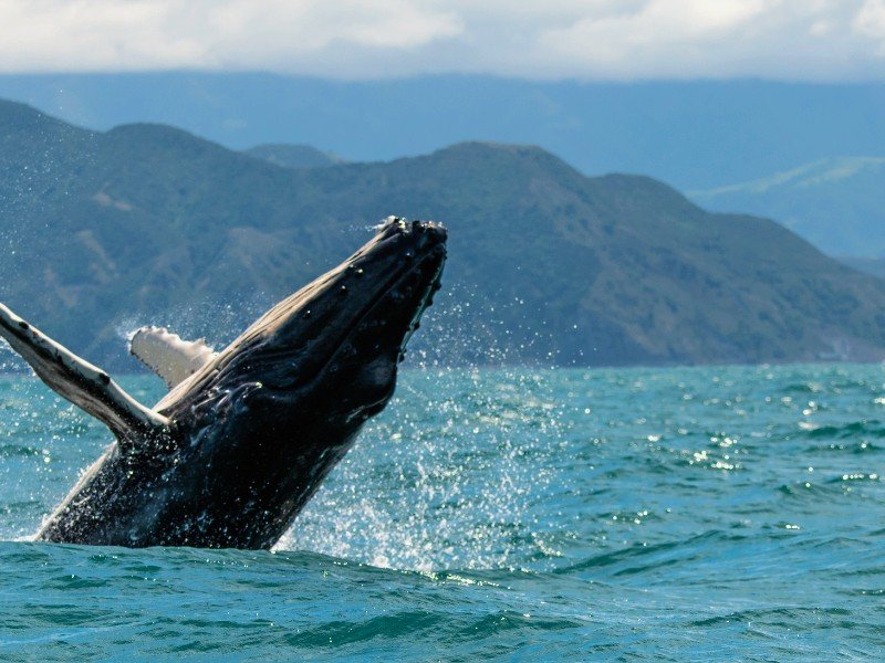Kaikoura nieuw zeeland