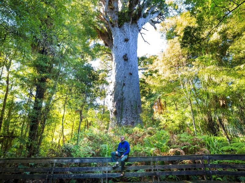 Waipoua Forest