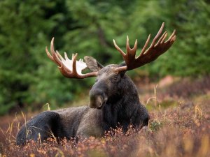 algonqun moose
