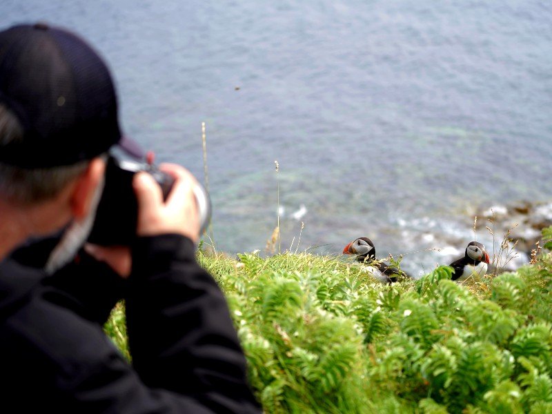 Puffins noordkust