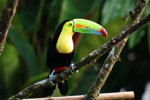 costarica