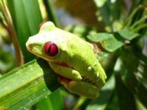 Een felgroene kikker met opvallende rode ogen zit op een groen blad in een tropische omgeving.