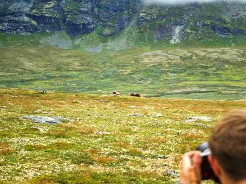 A person photographs two musk oxen resting in a vast, green mountain landscape with rocky peaks and light fog.