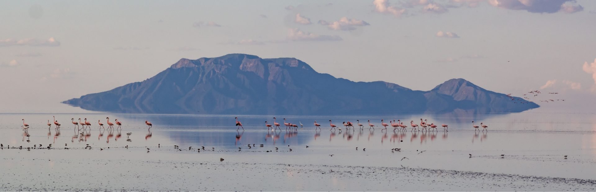 Lake Natron vogels Tanzania