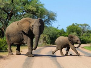 Volwassen olifant met jong steekt een zandweg over in een landschap met bomen in Zuid-Afrika