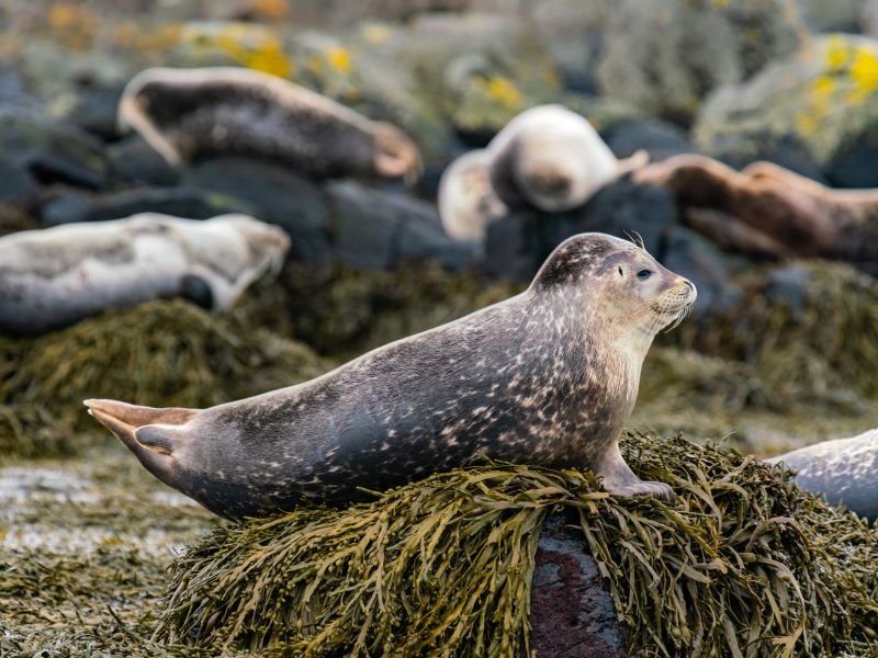 Sneafellsnes zeehondjes