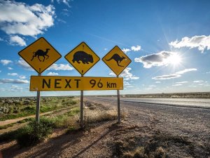Pas op dieren verkeersbord in Australië