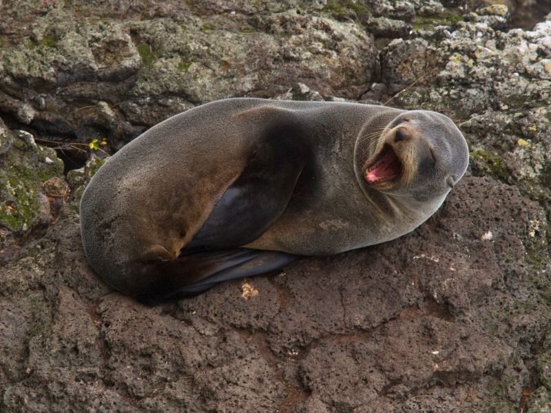Dunedin zeehond