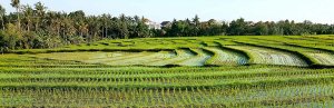 Rijstvelden in Ubud Indonesie