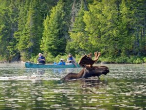 Eland Algonquin