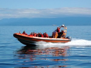 Canada walvis spotten
