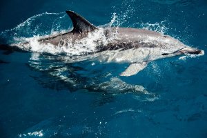 Dolfijn springt uit het water en veroorzaakt een grote plons in diepblauwe oceaan op zee