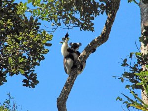 Madagascar maki