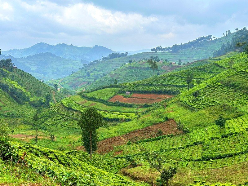 Bwindi landschap met plantages