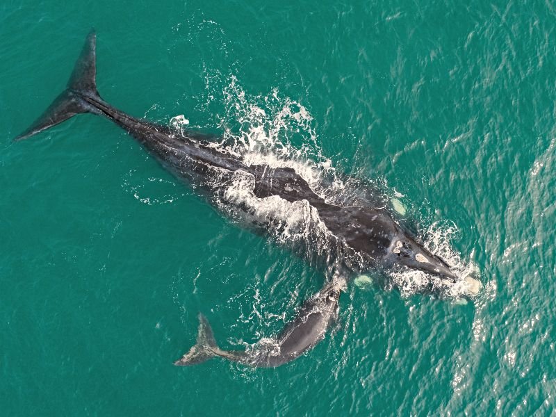 Hermanus walvis met kleintje