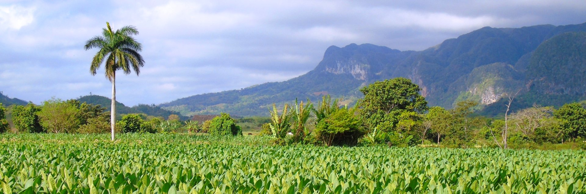 Tabaksvelden in de Viñales-vallei in Cuba met een palmboom en bergen op de achtergrond
