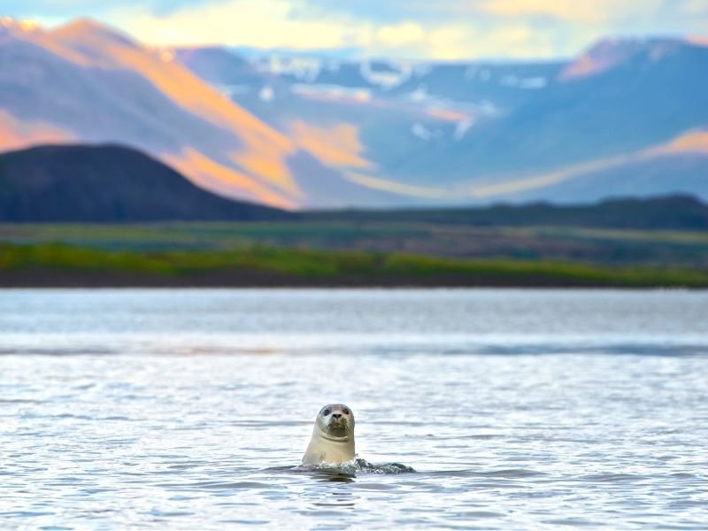 IJsland zeehond