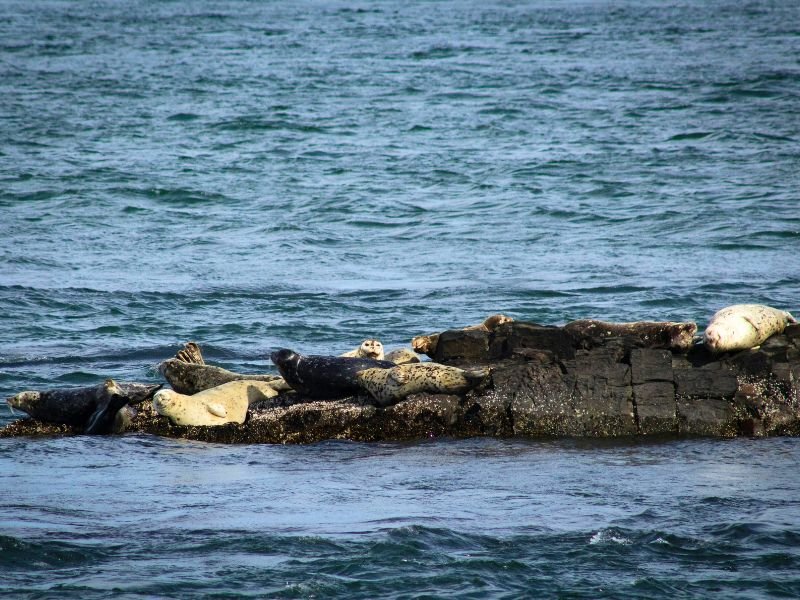 zeehonden canada