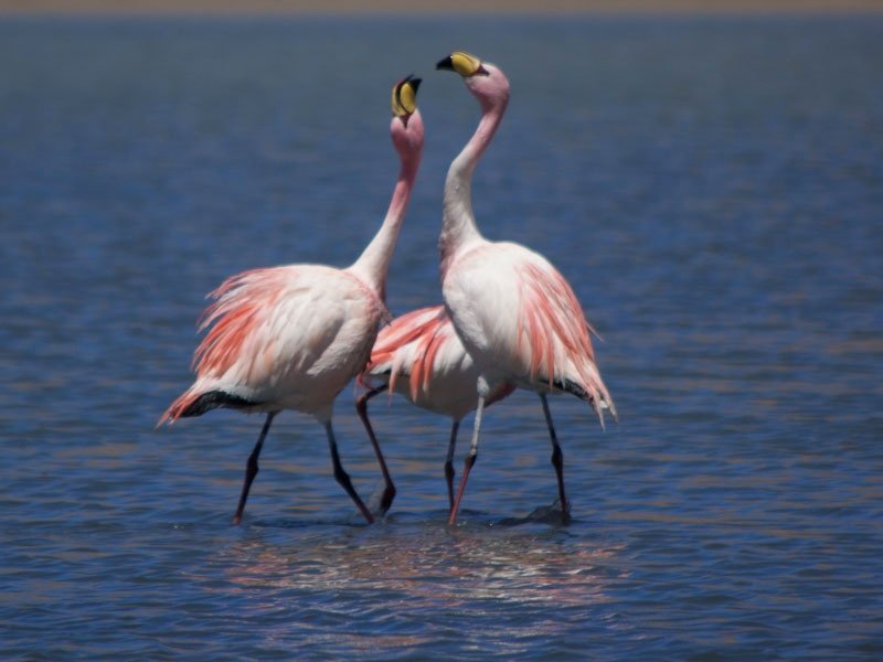 Peru - flamingo