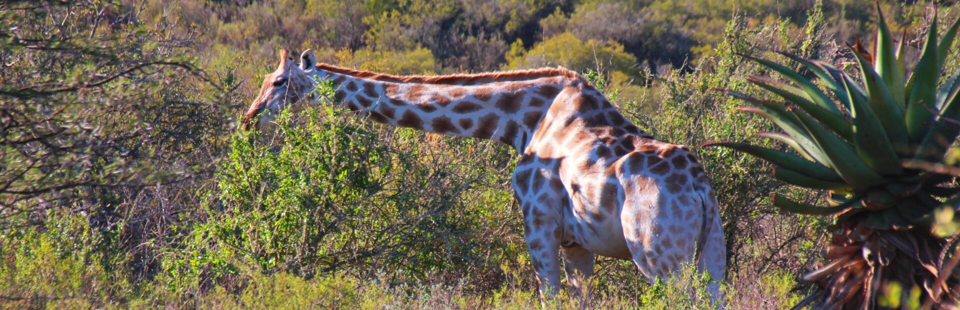 Giraffe safari park Zuid Afrika