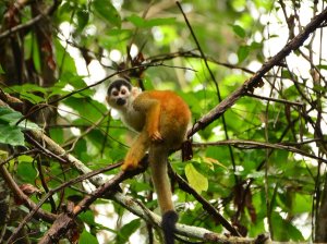 Costa Rica Samara
