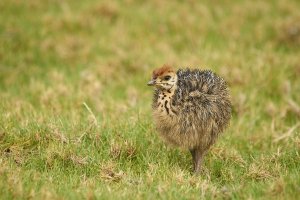 Pluizige kiwi staat in groen gras in een natuurgebied