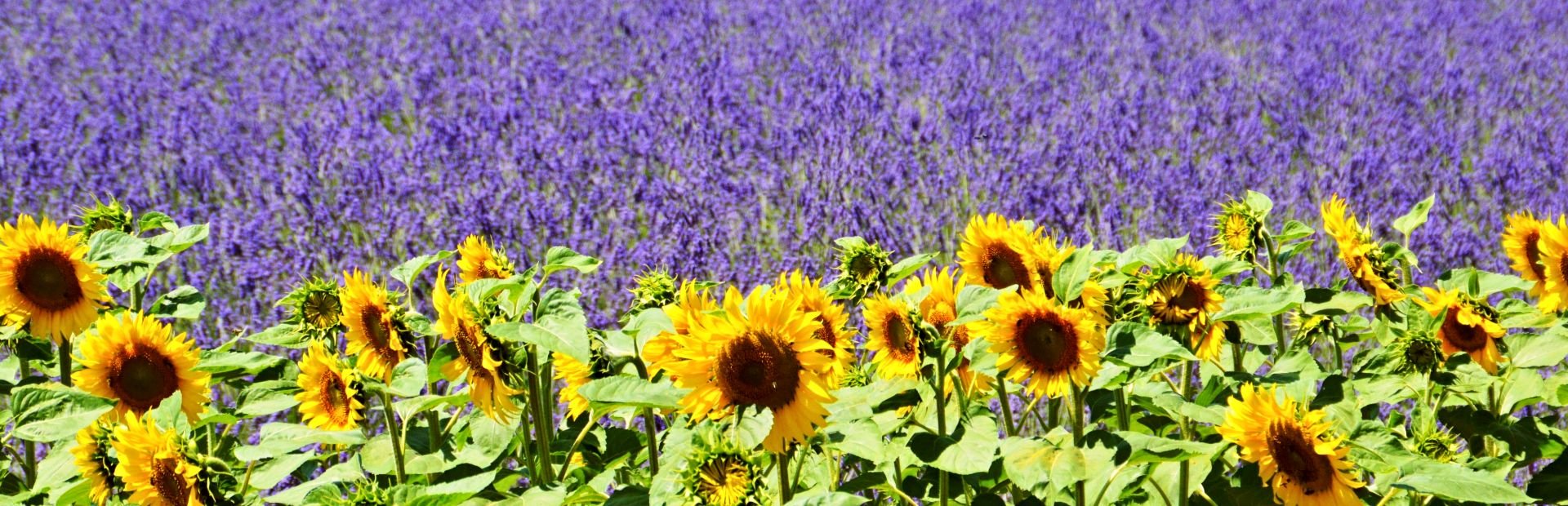 lavendelvelden en zonnebloemen in Provence