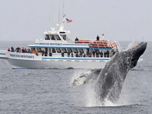 Walvis spotten bij Monterey Bay