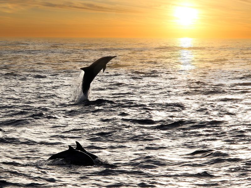 Drie dolfijnen bij zonsondergang, waarvan één uit het water springt in Zuid-Afrika