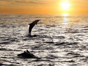 Drie dolfijnen bij zonsondergang, waarvan één uit het water springt in Zuid-Afrika