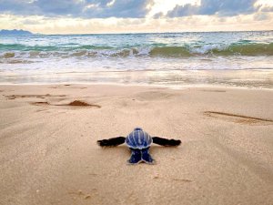Schildpad die naar zee gaat