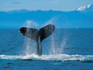 Walvis staart