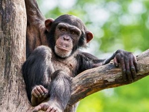 Oeganda chimpansee in boom
