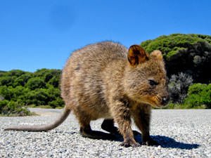Quokka staat op een grindpad in de natuur op Rottnest Island in Australië