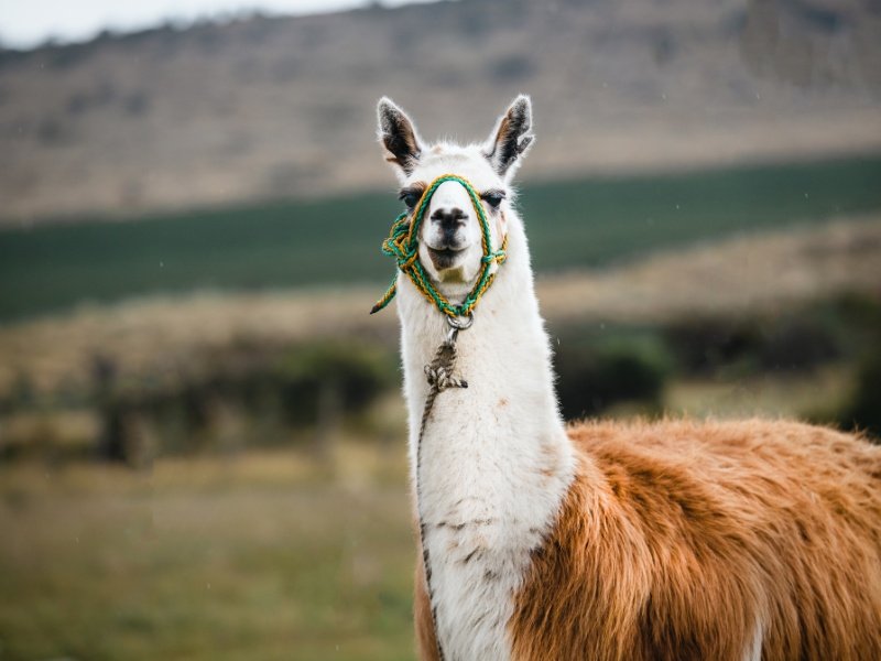 Ecuador Cotopaxi Lama