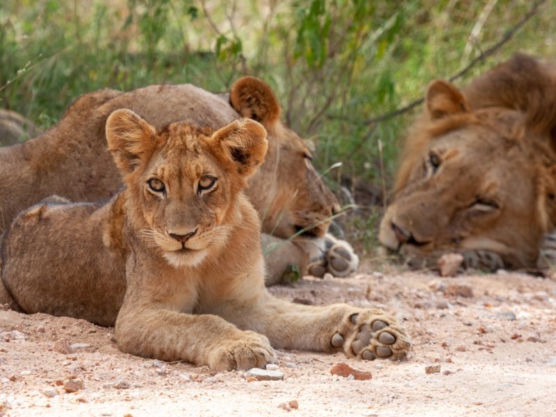 Welpen Zuid-Afrika Krugerpark
