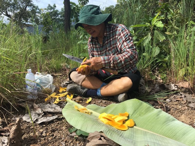 Een man zit op de grond in de natuur en snijdt mango’s met een mes, de plakjes liggen op een groot bananenblad op de grond.