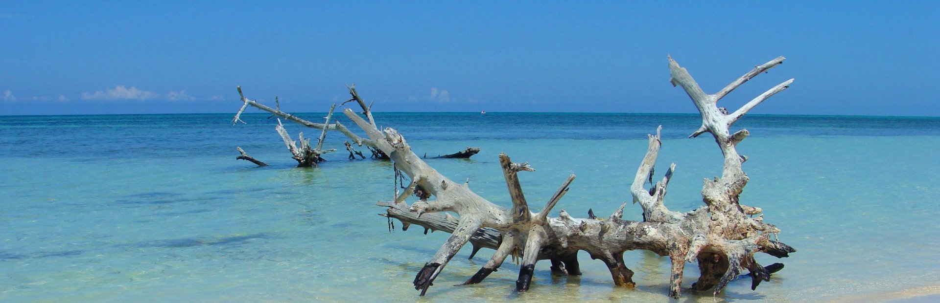 Verweerd drijfhout ligt in helder turquoise zeewater onder een blauwe lucht in Cuba