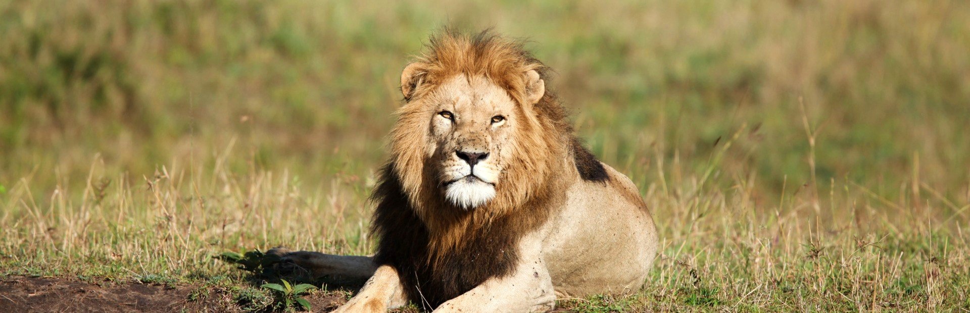 Leeuw in Kenia