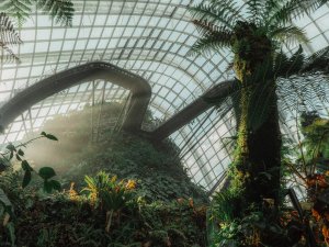 Flower Dome & Cloud Forest Singapore