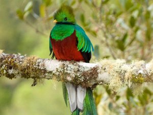 costa-rica-san-gerardo-de-dota-quetzal-boom