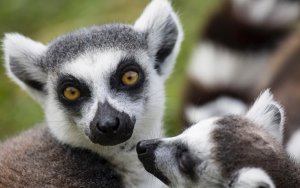telefoonnummer Madagaskar