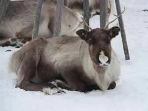 Rendieren in Lapland