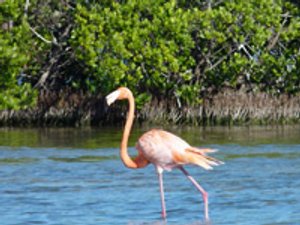Roze flamingo staat in ondiep water bij mangroven in Cayo Coco Cuba