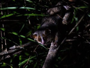 Madagascar Kirindy