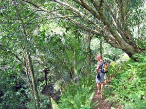 Reiziger met rugzak loopt over een smal pad door weelderig tropisch bos in Topes de Collantes Cuba