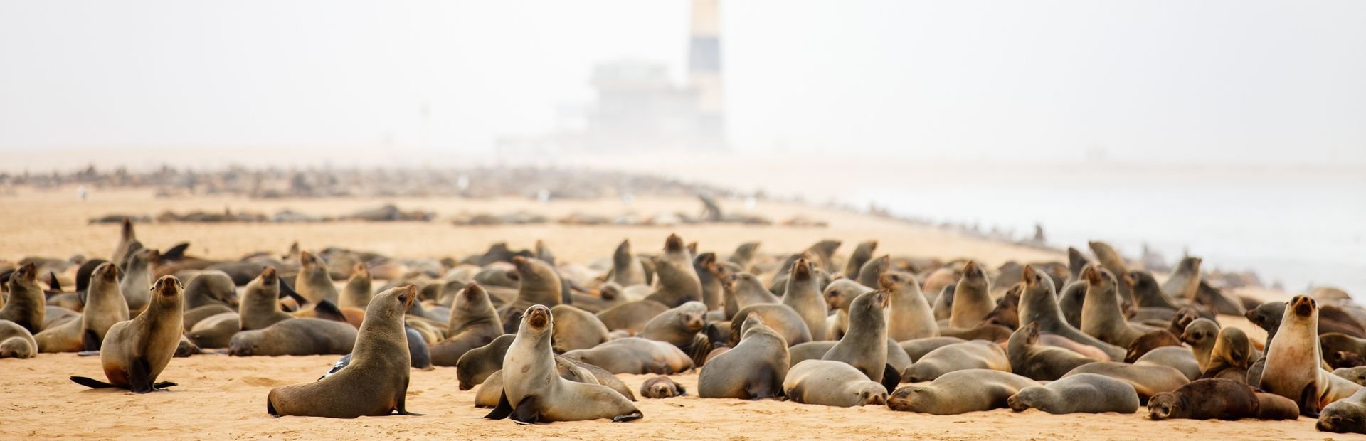 Namibië Walvisbaai zeerobben
