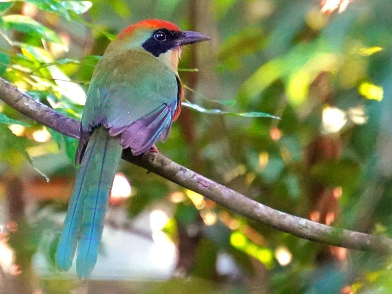 vogel bij iguazu watervallen