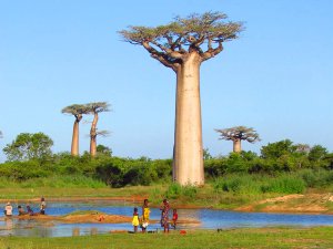 Allée-des-Baobabs-mensen-bij-water