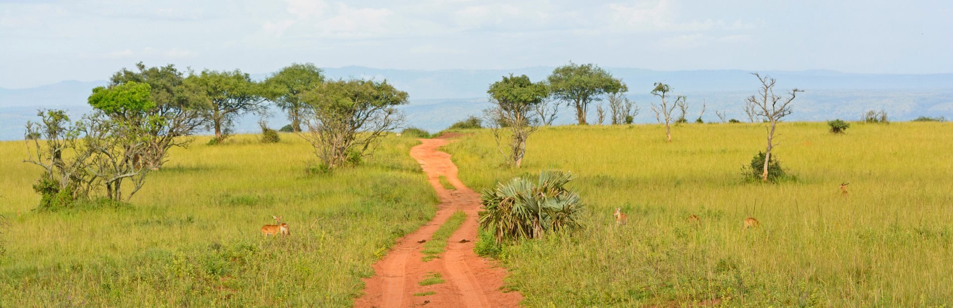 savanne oeganda natuur afrika